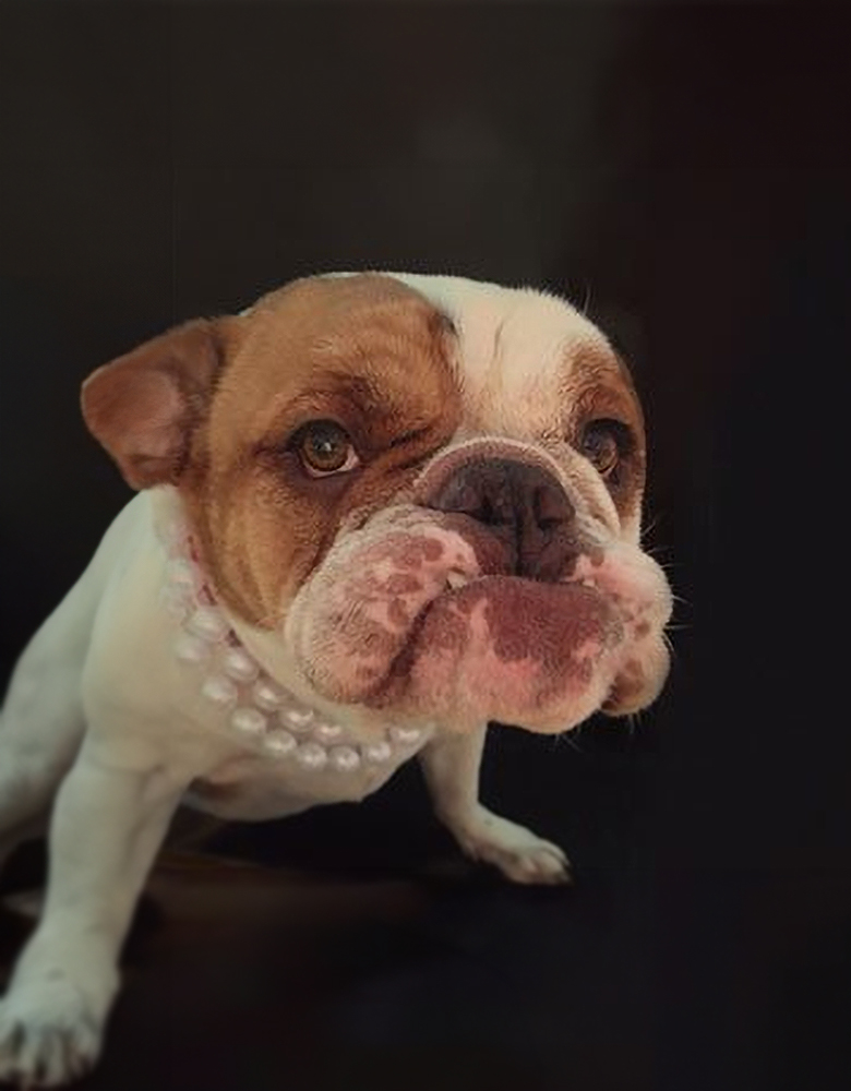 doggo